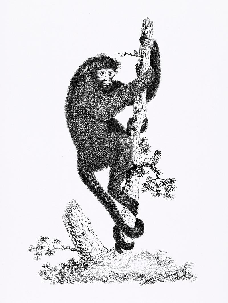 Coaita or Spider Monkey from Zoological lectures delivered at the Royal institution in the years 1806-7 illustrated by George Shaw (1751-1813). Original from New York public library. Digitally enhanced by rawpixel. Coaita or Spider Monkey from Zoological lectures delivered at the Royal institution in the years 1806-7 illustrated by George…
