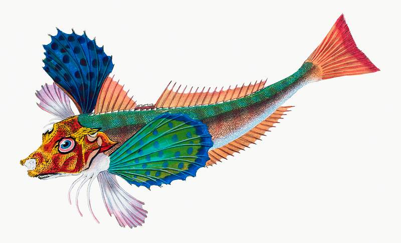 Sapphirine gurnard (Trigla hirundo) illustration from The Natural History of British Fishes (1802) by Edward Donovan (1768…