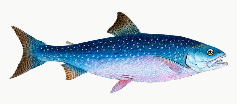 Alpine Charr (Salmo alpinus) illustration from The Natural History of British Fishes (1802) by Edward Donovan (1768-1837).…