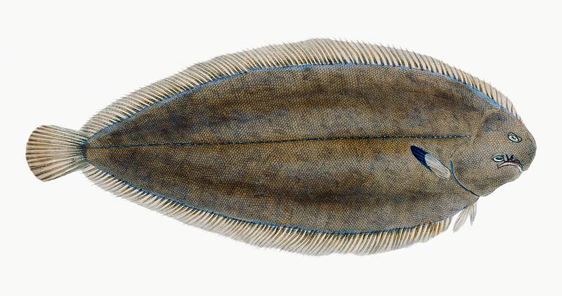 Whiff (Pleuronectes megastoma) illustration from The Natural History of British Fishes (1802) by Edward Donovan (1768-1837).…