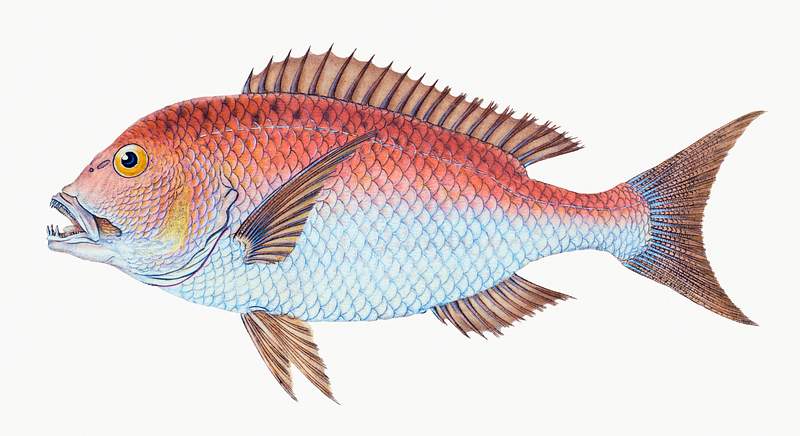 Four-toothed sparus (Sparus dentex) illustration from The Natural History of British Fishes (1802) by Edward Donovan (1768…
