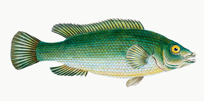 Streaked wrasse (Labrus lineatus) illustration from The Natural History of British Fishes (1802) by Edward Donovan (1768…