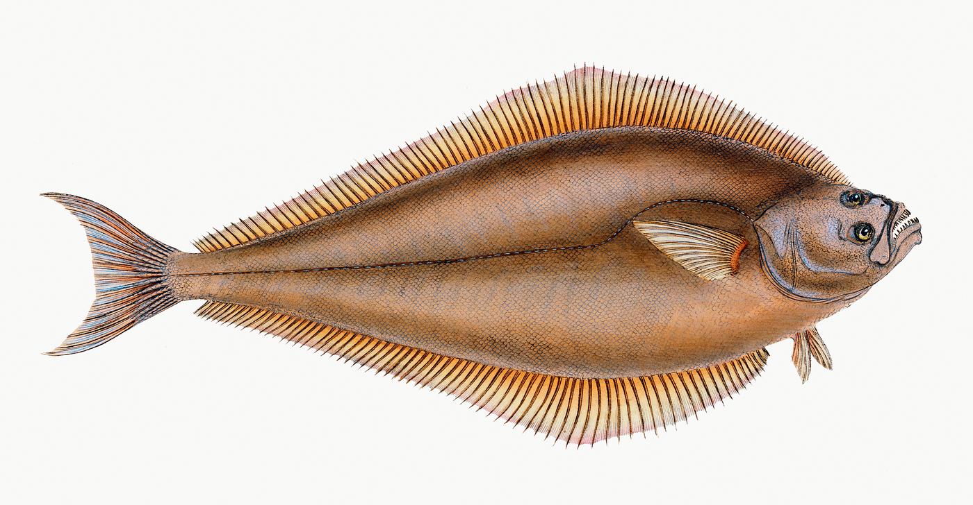Atlantic halibut (Hippoglossus hippoglossus) illustration from The Natural History of British Fishes (1802) by Edward... Atlantic halibut (Hippoglossus hippoglossus) illustration from The Natural History of British Fishes (1802) by Edward...
