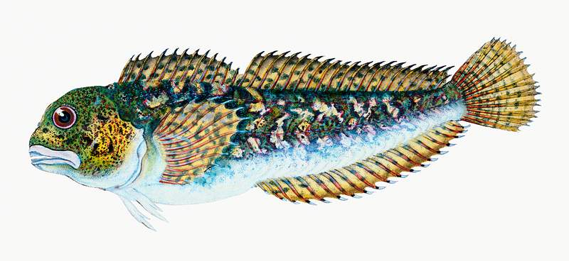Smooth blenny (Blennius Pholis) illustration from The Natural History of British Fishes (1802) by Edward Donovan (1768-1837).…