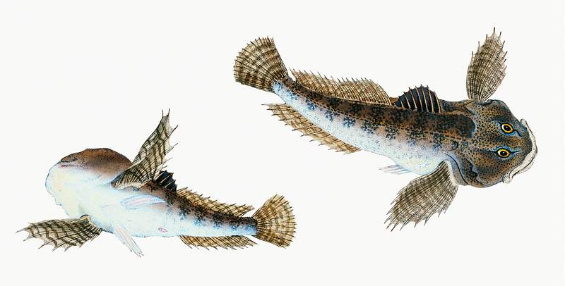 River Bull-head (Cottus Gobio) illustration from The Natural History of British Fishes (1802) by Edward Donovan (1768-1837).…