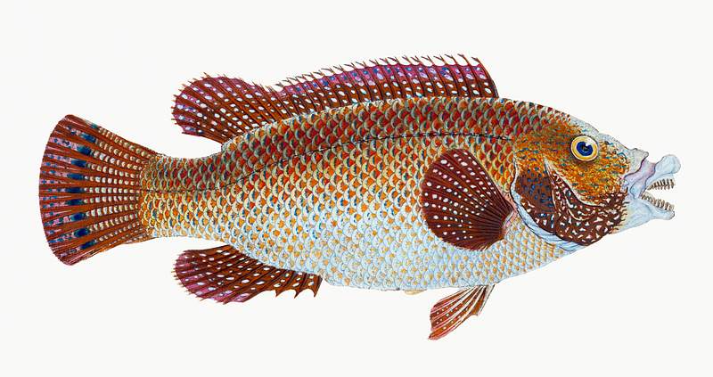 Old Wife Wrasse (Labrus Tinca) illustration from The Natural History of British Fishes (1802) by Edward Donovan (1768-1837).…