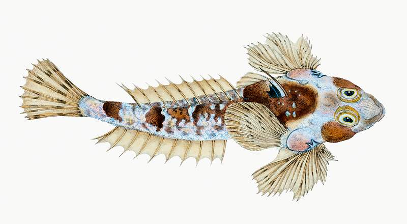 Sordit Dragonet (Callionymus Dracunculus) illustration from The Natural History of British Fishes (1802) by Edward Donovan…
