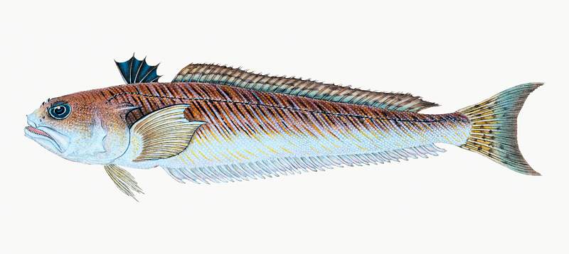 Greater Weever or Sting-bull (Trachinus draco) illustration from The Natural History of British Fishes (1802) by Edward…