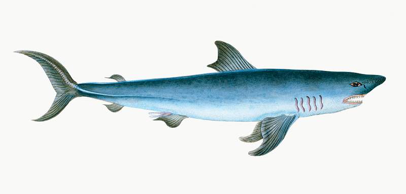 Porbeagle Shark (Squalus Cornubicus) illustration from The Natural History of British Fishes (1802) by Edward Donovan (1768…