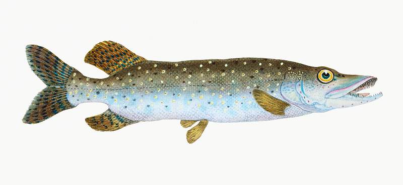 Pike (Esox Lucius) illustration from The Natural History of British Fishes (1802) by Edward Donovan (1768-1837). Original…