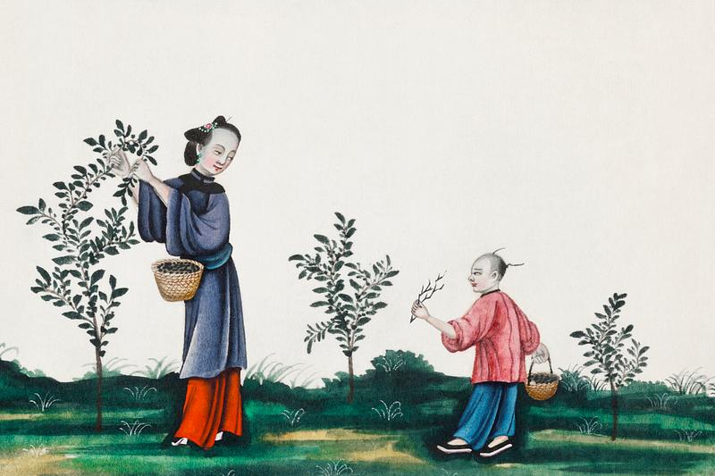 Chinese painting illustrating a mother and a son plucking tea sprouts (ca.1800–1899) from the Miriam and Ira D. Wallach Division of Art, Prints and Photographs: Art & Architecture Collection. Original from the New York Public Library. Digitally enhanced by rawpixel. Chinese painting illustrating a mother and a son plucking tea sprouts (ca.1800–1899) from the Miriam and Ira D. Wallach…