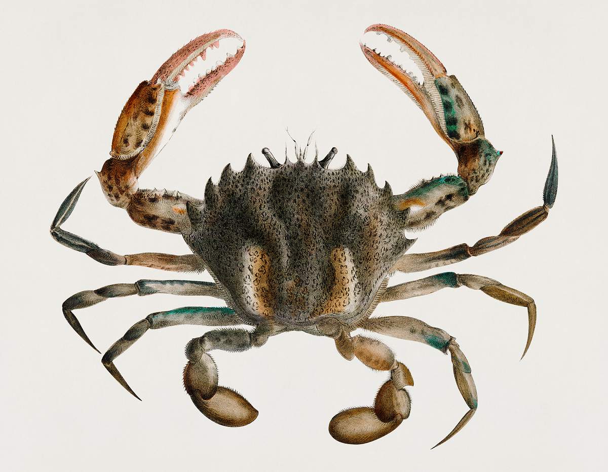 Vintage Illustration Of Lady Crab Platyonichus Ocellatus