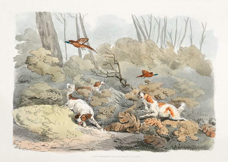 Illustration of dogs chasing pheasants from Sporting Sketches (1817-1818) by Henry Alken (1784-1851). Original from The New…