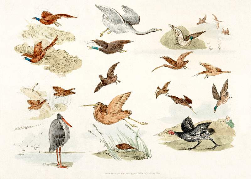 Illustration of game birds from Sporting Sketches (1817-1818) by Henry Alken (1784-1851). Original from The New York Public…