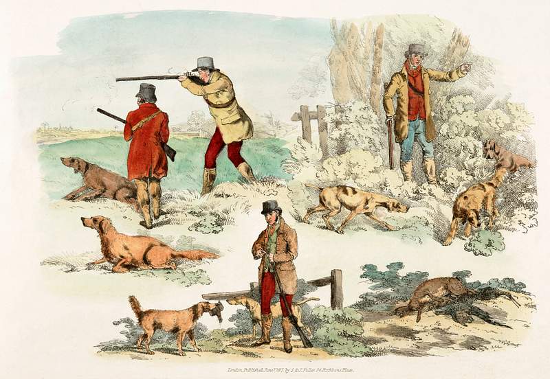 Illustration of pheasant fowl from Sporting Sketches (1817-1818) by Henry Alken (1784-1851). Original from The New York…