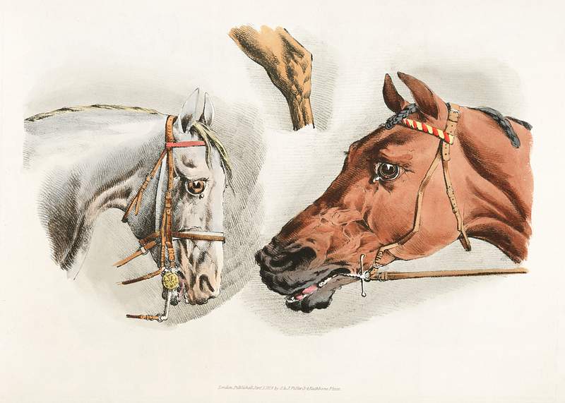 Illustration of heads of white and brown horses from Sporting Sketches (1817-1818) by Henry Alken (1784-1851). Original from…