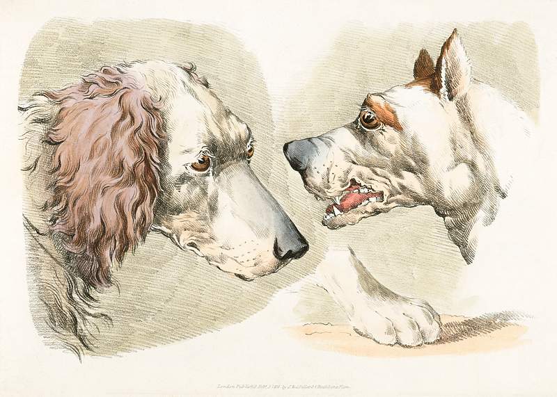 Illustration of two dog's heads and paw from Sporting Sketches (1817-1818) by Henry Alken (1784-1851). Original from The New…