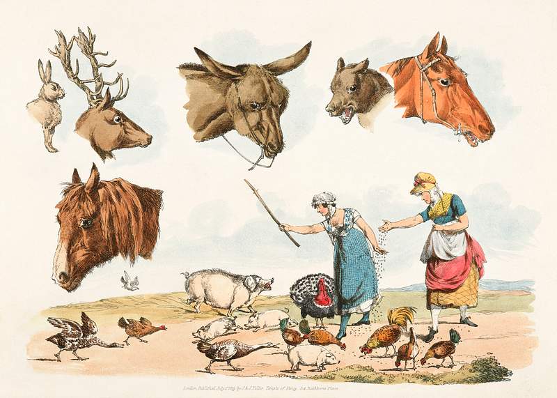 Illustration of two women feeding domestic birds, (also six heads of domestic and wild animals) from Sporting Sketches (1817…