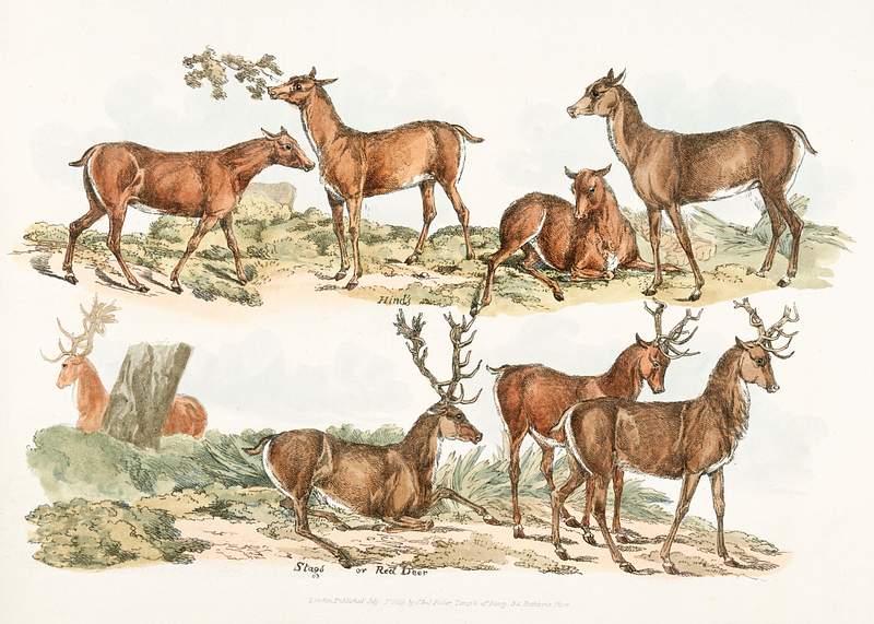 Illustration of hinds; stags or red deer from Sporting Sketches (1817-1818) by Henry Alken (1784-1851). Original from The New…