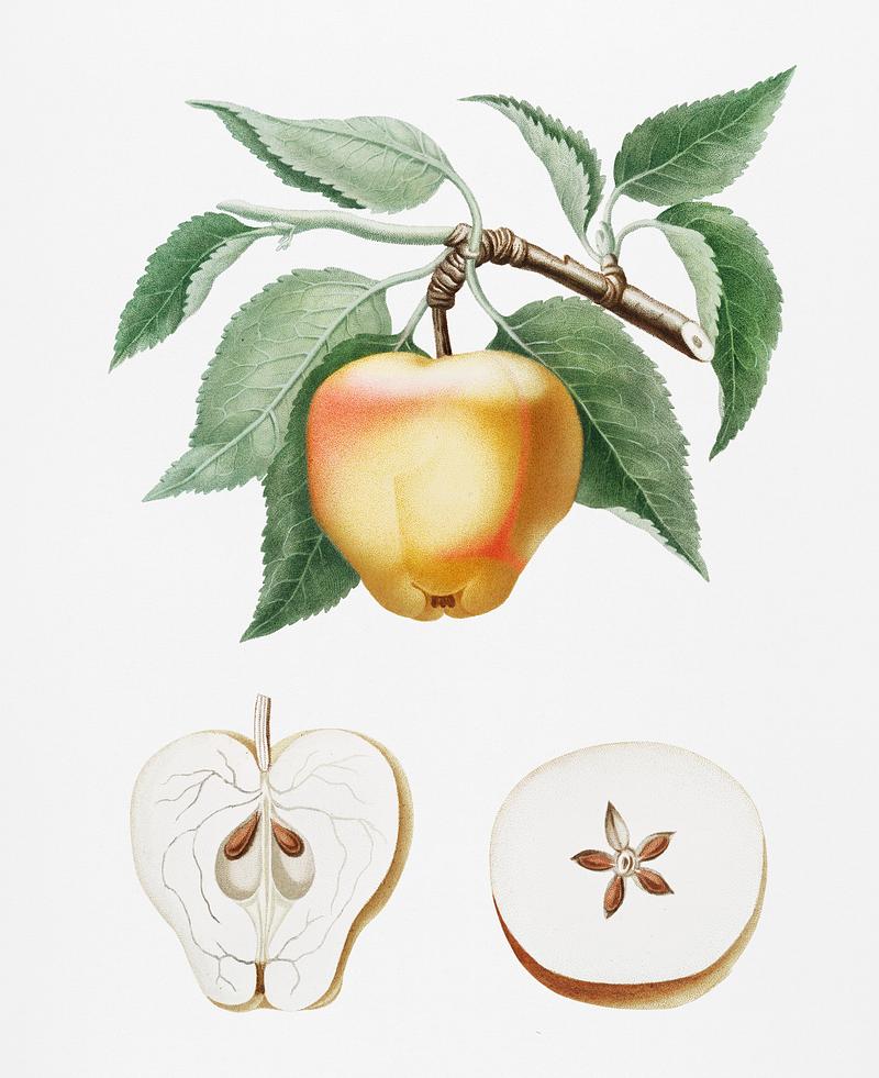 Carla Apple (Melo Carlo) from Pomona Italiana (1817 - 1839) by Giorgio Gallesio (1772-1839). Original from New York public library. Digitally enhanced by rawpixel. Carla Apple (Melo Carlo) from Pomona Italiana (1817 - 1839) by Giorgio Gallesio (1772-1839). Original from New York public…