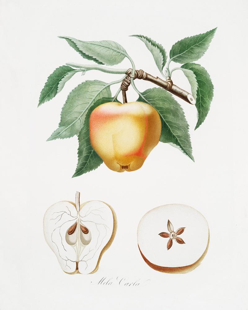 Carla Apple (Melo Carlo) from Pomona Italiana (1817 - 1839) by Giorgio Gallesio (1772-1839). Original from The New York Public Library. Digitally enhanced by rawpixel. Carla Apple (Melo Carlo) from Pomona Italiana (1817 - 1839) by Giorgio Gallesio (1772-1839). Original from The New York…