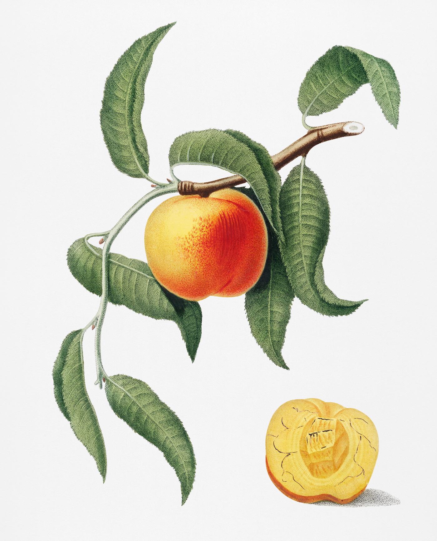 Peach (Prunus persica) from Pomona Italiana (1817 - 1839) by Giorgio Gallesio (1772-1839). Original from New York public... Peach (Prunus persica) from Pomona Italiana (1817 - 1839) by Giorgio Gallesio (1772-1839). Original from New York public...