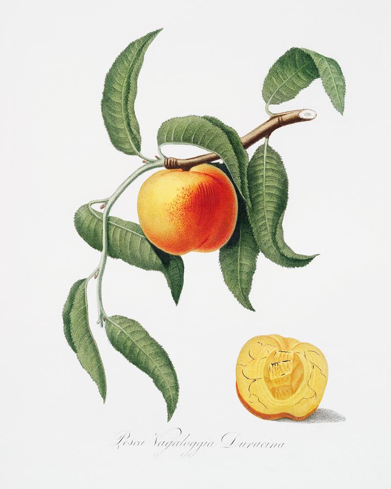 Peach (Prunus persica) from Pomona Italiana (1817 - 1839) by Giorgio Gallesio (1772-1839). Original from The New York Public Library. Digitally enhanced by rawpixel. Peach (Prunus persica) from Pomona Italiana (1817 - 1839) by Giorgio Gallesio (1772-1839). Original from The New York Public…