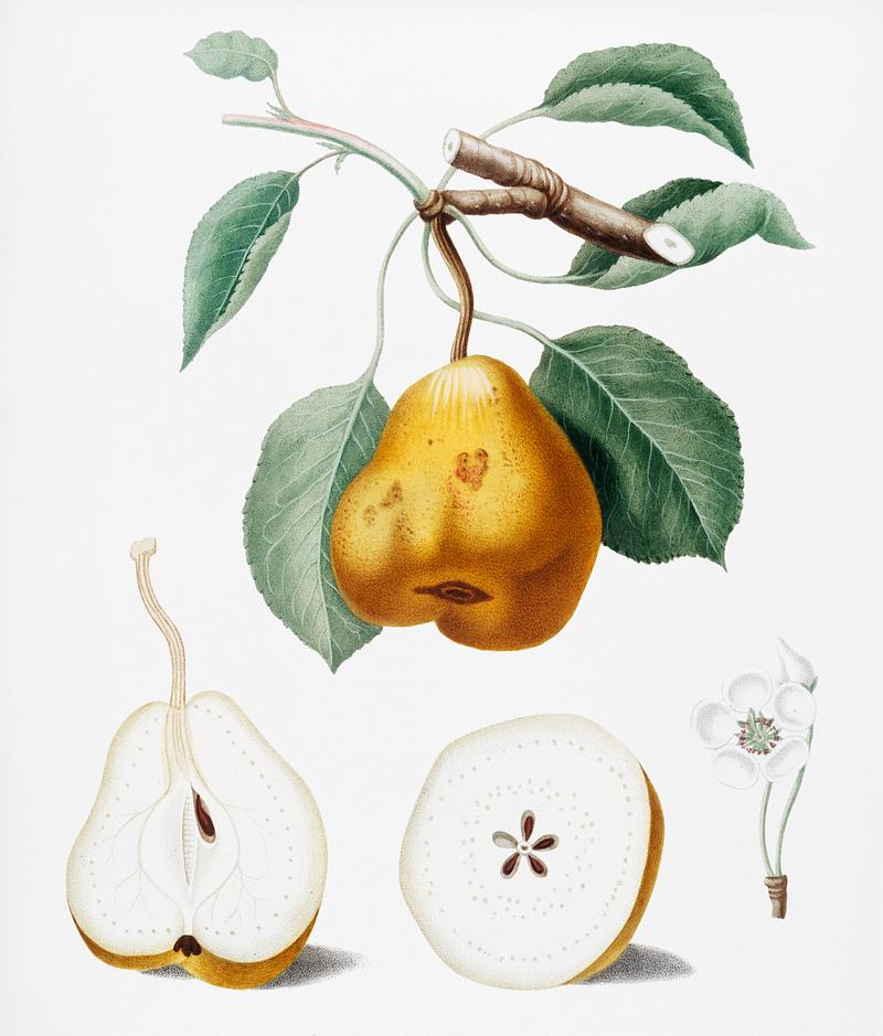 Pear (Pero spino) from Pomona Italiana (1817 - 1839) by Giorgio Gallesio (1772-1839). Original from New York public library. Digitally enhanced by rawpixel. Pear (Pero spino) from Pomona Italiana (1817 - 1839) by Giorgio Gallesio (1772-1839). Original from New York public library.…