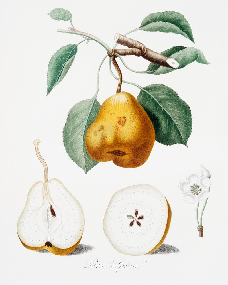 Pear (Pero spino) from Pomona Italiana (1817 - 1839) by Giorgio Gallesio (1772-1839). Original from The New York Public Library. Digitally enhanced by rawpixel. Pear (Pero spino) from Pomona Italiana (1817 - 1839) by Giorgio Gallesio (1772-1839). Original from The New York Public…