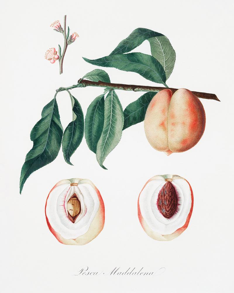Peach (Persica Magdalena) from Pomona Italiana (1817 - 1839) by Giorgio Gallesio (1772-1839). Original from The New York Public Library. Digitally enhanced by rawpixel. Peach (Persica Magdalena) from Pomona Italiana (1817 - 1839) by Giorgio Gallesio (1772-1839). Original from The New York…