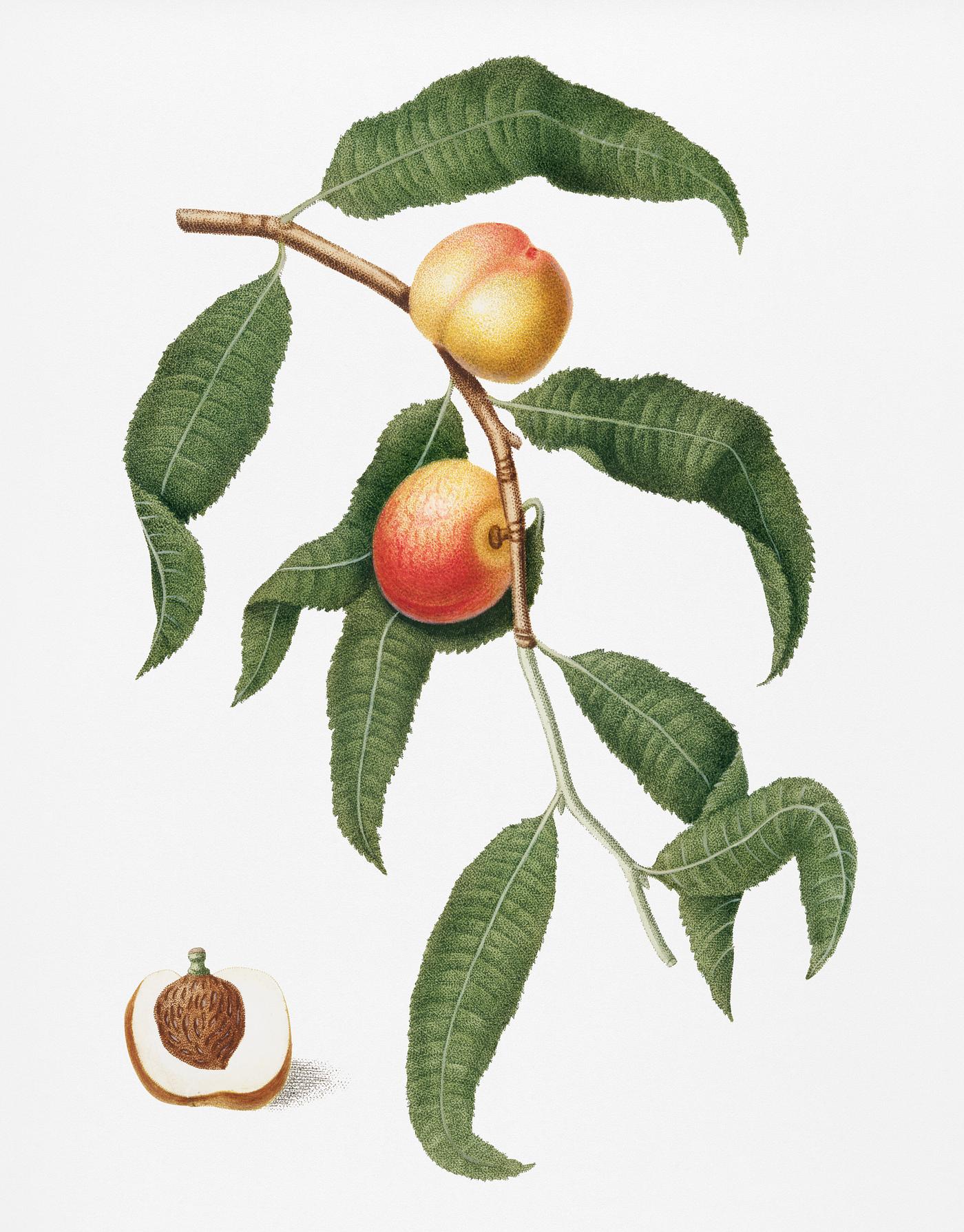 Peach (Persica Alberges) from Pomona Italiana (1817 - 1839) by Giorgio Gallesio (1772-1839). Original from New York public... Peach (Persica Alberges) from Pomona Italiana (1817 - 1839) by Giorgio Gallesio (1772-1839). Original from New York public...