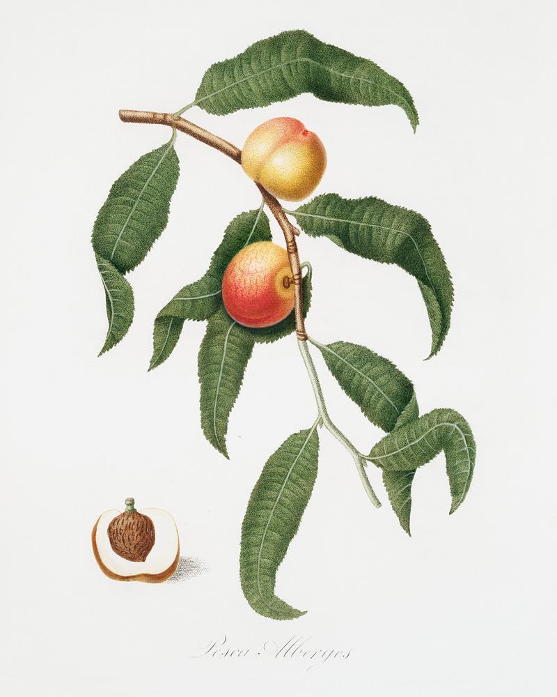 Peach (Persica Alberges) from Pomona Italiana (1817 - 1839) by Giorgio Gallesio (1772-1839). Original from The New York Public Library. Digitally enhanced by rawpixel. Peach (Persica Alberges) from Pomona Italiana (1817 - 1839) by Giorgio Gallesio (1772-1839). Original from The New York…