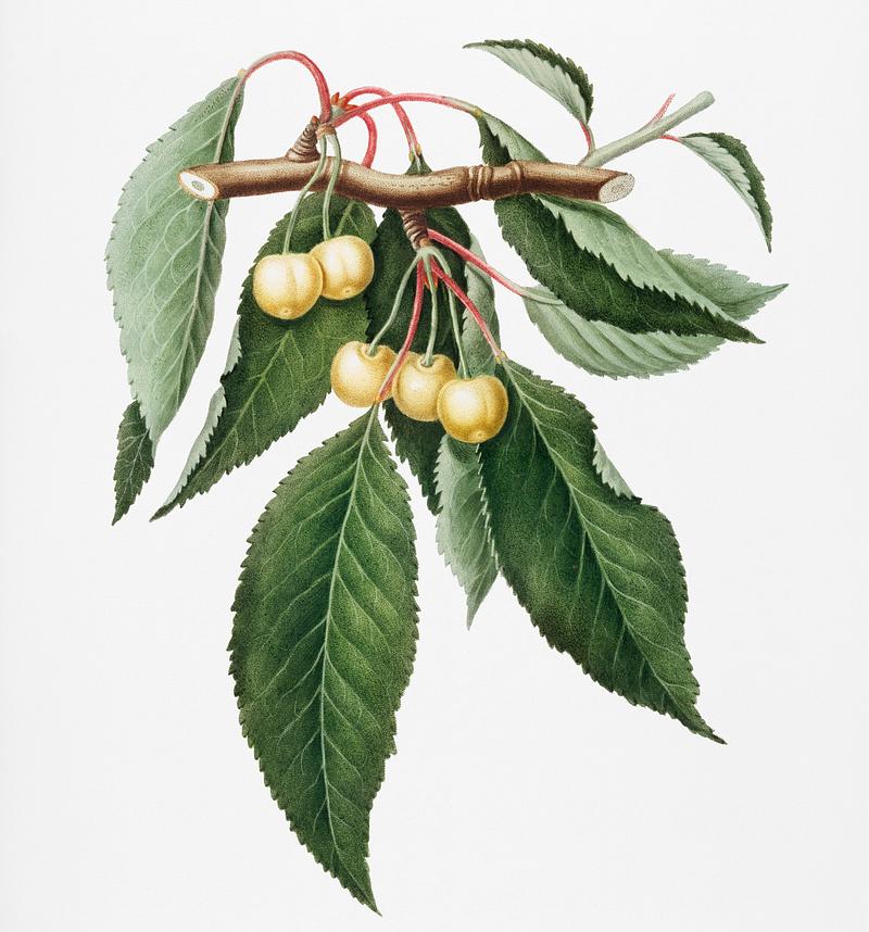 Cherry (Cerasus Duracina) from Pomona Italiana (1817 - 1839) by Giorgio Gallesio (1772-1839). Original from New York public library. Digitally enhanced by rawpixel. Cherry (Cerasus Duracina) from Pomona Italiana (1817 - 1839) by Giorgio Gallesio (1772-1839). Original from New York public…