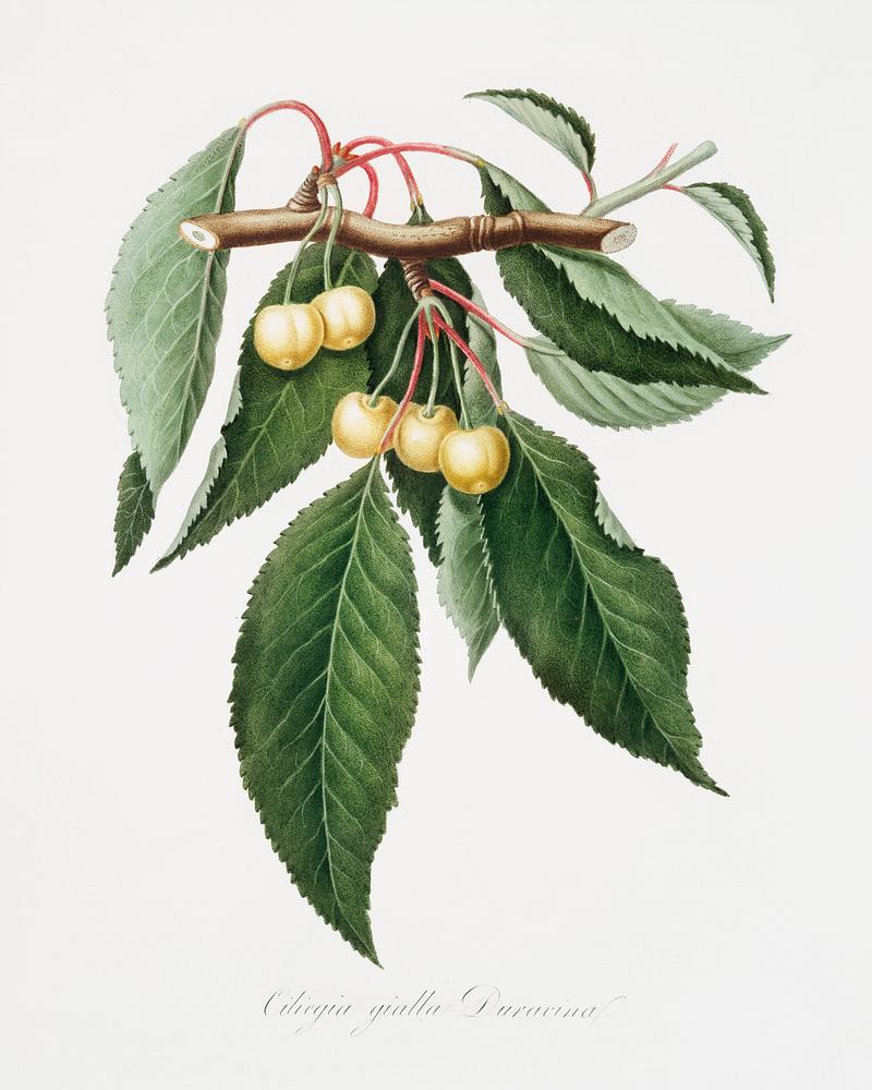 Cherry (Cerasus Duracina) from Pomona Italiana (1817 - 1839) by Giorgio Gallesio (1772-1839). Original from The New York Public Library. Digitally enhanced by rawpixel. Cherry (Cerasus Duracina) from Pomona Italiana (1817 - 1839) by Giorgio Gallesio (1772-1839). Original from The New York…
