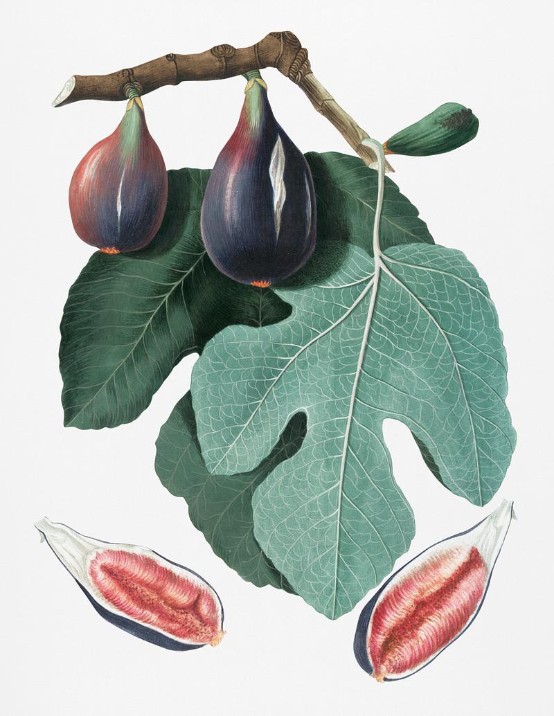 Fig (Figus Carica) from Pomona Italiana (1817 - 1839) by Giorgio Gallesio (1772-1839). Original from New York public library. Digitally enhanced by rawpixel. Fig (Figus Carica) from Pomona Italiana (1817 - 1839) by Giorgio Gallesio (1772-1839). Original from New York public library.…