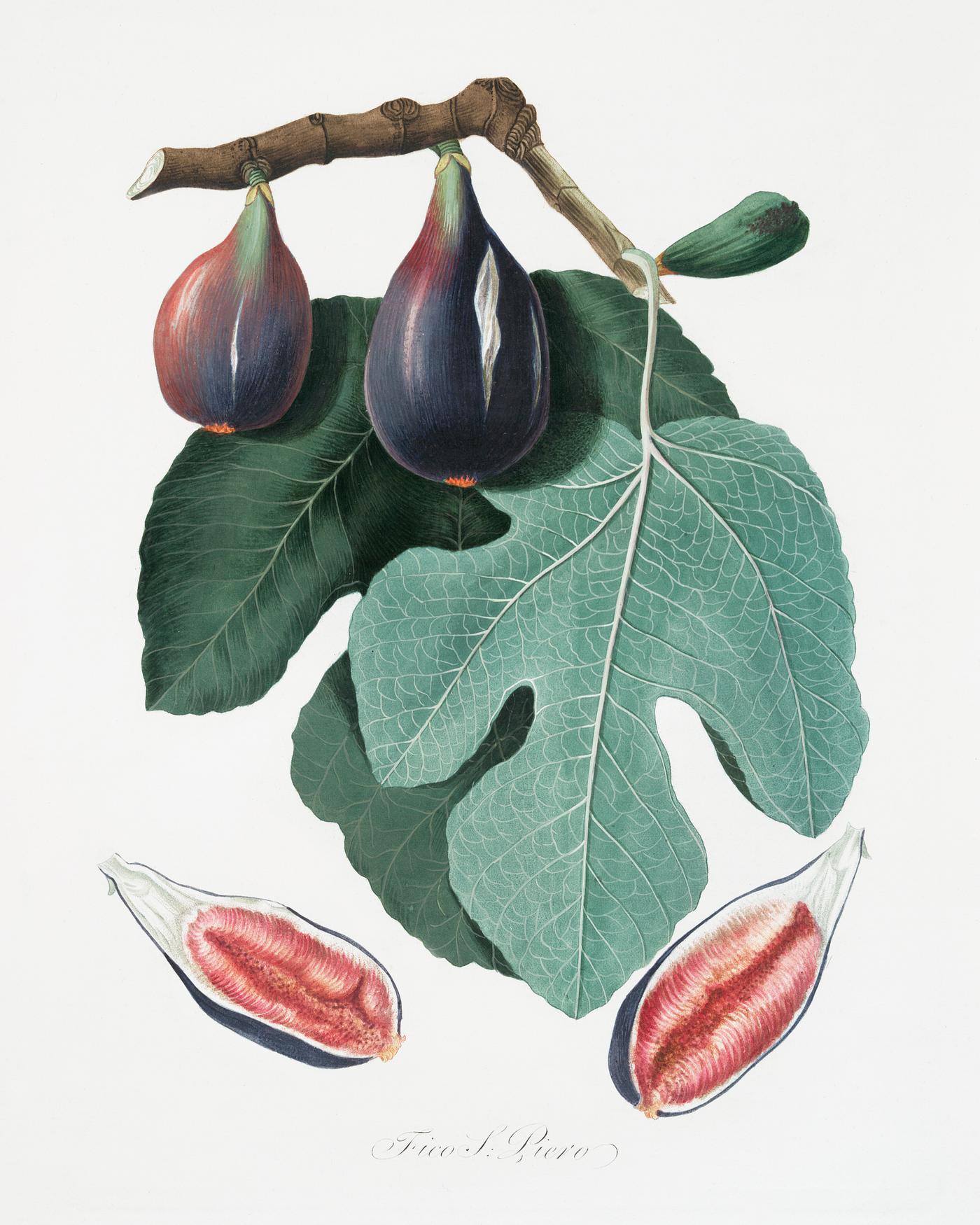 Fig (Figus Carica) from Pomona Italiana (1817 - 1839) by Giorgio Gallesio (1772-1839). Original from The New York Public... Fig (Figus Carica) from Pomona Italiana (1817 - 1839) by Giorgio Gallesio (1772-1839). Original from The New York Public...