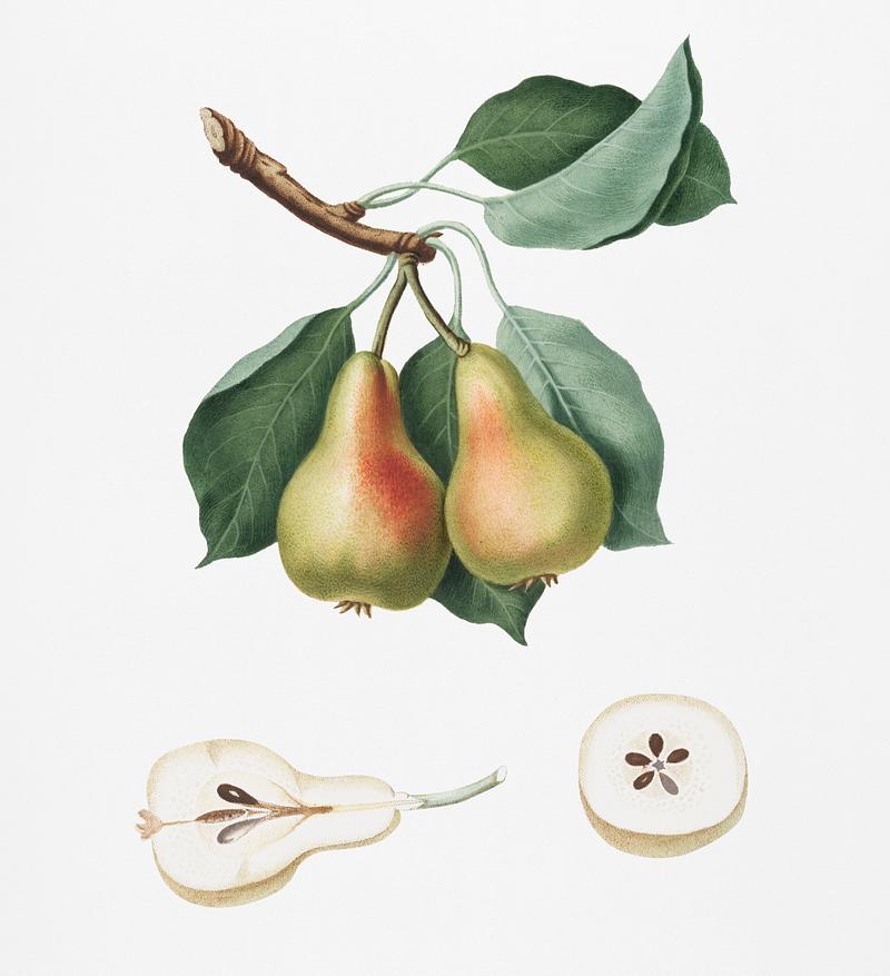 Pear (Pyrus Perla) from Pomona Italiana (1817 - 1839) by Giorgio Gallesio (1772-1839). Original from New York public library. Digitally enhanced by rawpixel. Pear (Pyrus Perla) from Pomona Italiana (1817 - 1839) by Giorgio Gallesio (1772-1839). Original from New York public library.…