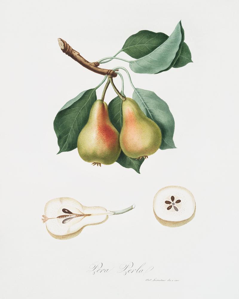 Pear (Pyrus Perla) from Pomona Italiana (1817 - 1839) by Giorgio Gallesio (1772-1839). Original from The New York Public Library. Digitally enhanced by rawpixel. Pear (Pyrus Perla) from Pomona Italiana (1817 - 1839) by Giorgio Gallesio (1772-1839). Original from The New York Public…