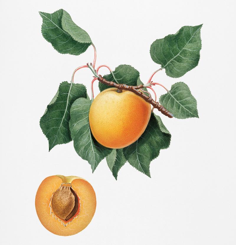 German Apricot from Pomona Italiana (1817 - 1839) by Giorgio Gallesio (1772-1839). Original from New York public library. Digitally enhanced by rawpixel. German Apricot from Pomona Italiana (1817 - 1839) by Giorgio Gallesio (1772-1839). Original from New York public library.…