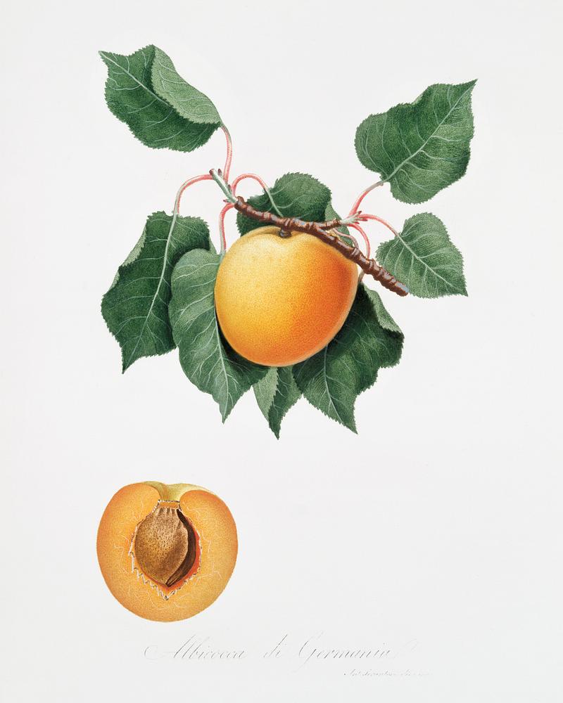 German Apricot from Pomona Italiana (1817 - 1839) by Giorgio Gallesio (1772-1839). Original from The New York Public Library. Digitally enhanced by rawpixel. German Apricot from Pomona Italiana (1817 - 1839) by Giorgio Gallesio (1772-1839). Original from The New York Public Library.…