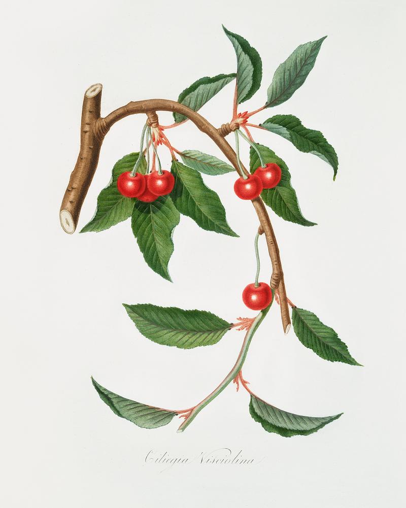 Cherry (Ciliegio visciolino) from Pomona Italiana (1817 - 1839) by Giorgio Gallesio (1772-1839). Original from The New York Public Library. Digitally enhanced by rawpixel. Cherry (Ciliegio visciolino) from Pomona Italiana (1817 - 1839) by Giorgio Gallesio (1772-1839). Original from The New York…