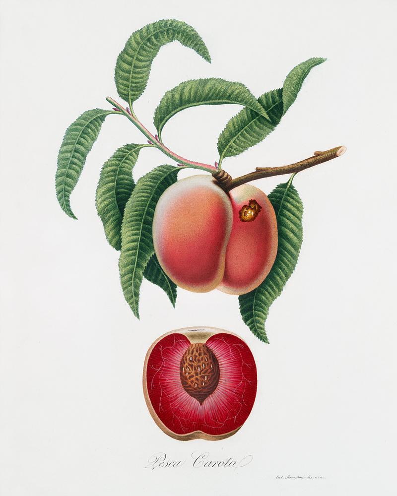 Carrot Peach (Persica carota) from Pomona Italiana (1817 - 1839) by Giorgio Gallesio (1772-1839). Original from The New York Public Library. Digitally enhanced by rawpixel. Carrot Peach (Persica carota) from Pomona Italiana (1817 - 1839) by Giorgio Gallesio (1772-1839). Original from The New York…