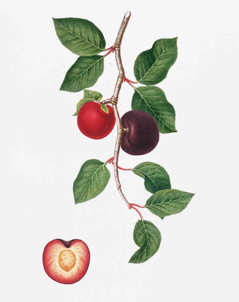 Apricot (Armeniaca prunata) from Pomona Italiana (1817 - 1839) by Giorgio Gallesio (1772-1839). Original from New York public library. Digitally enhanced by rawpixel. Apricot (Armeniaca prunata) from Pomona Italiana (1817 - 1839) by Giorgio Gallesio (1772-1839). Original from New York public…