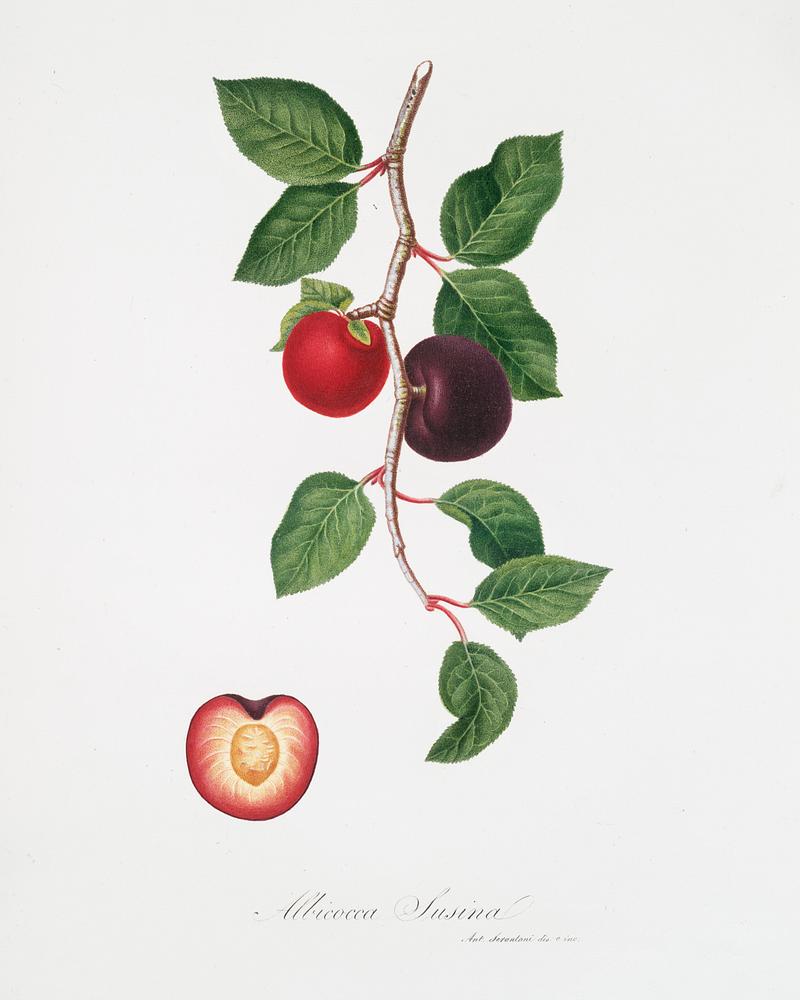 Apricot (Armeniaca prunata) from Pomona Italiana (1817 - 1839) by Giorgio Gallesio (1772-1839). Original from The New York Public Library. Digitally enhanced by rawpixel. Apricot (Armeniaca prunata) from Pomona Italiana (1817 - 1839) by Giorgio Gallesio (1772-1839). Original from The New York…