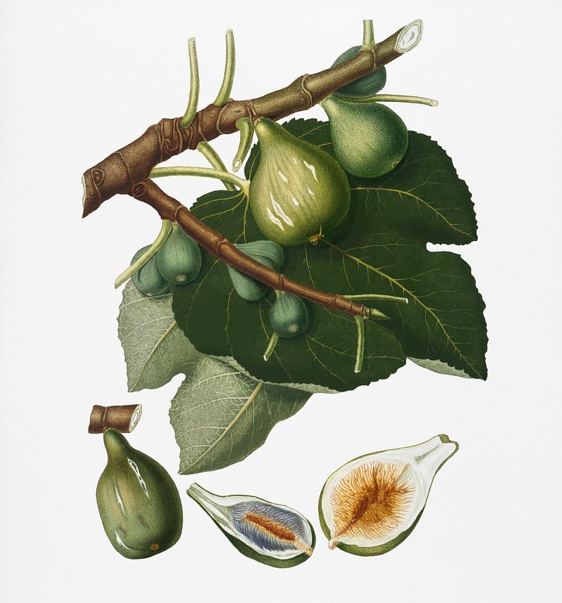 Fig (Ficus Carica sativa) from Pomona Italiana (1817 - 1839) by Giorgio Gallesio (1772-1839). Original from New York public library. Digitally enhanced by rawpixel. Fig (Ficus Carica sativa) from Pomona Italiana (1817 - 1839) by Giorgio Gallesio (1772-1839). Original from New York public…