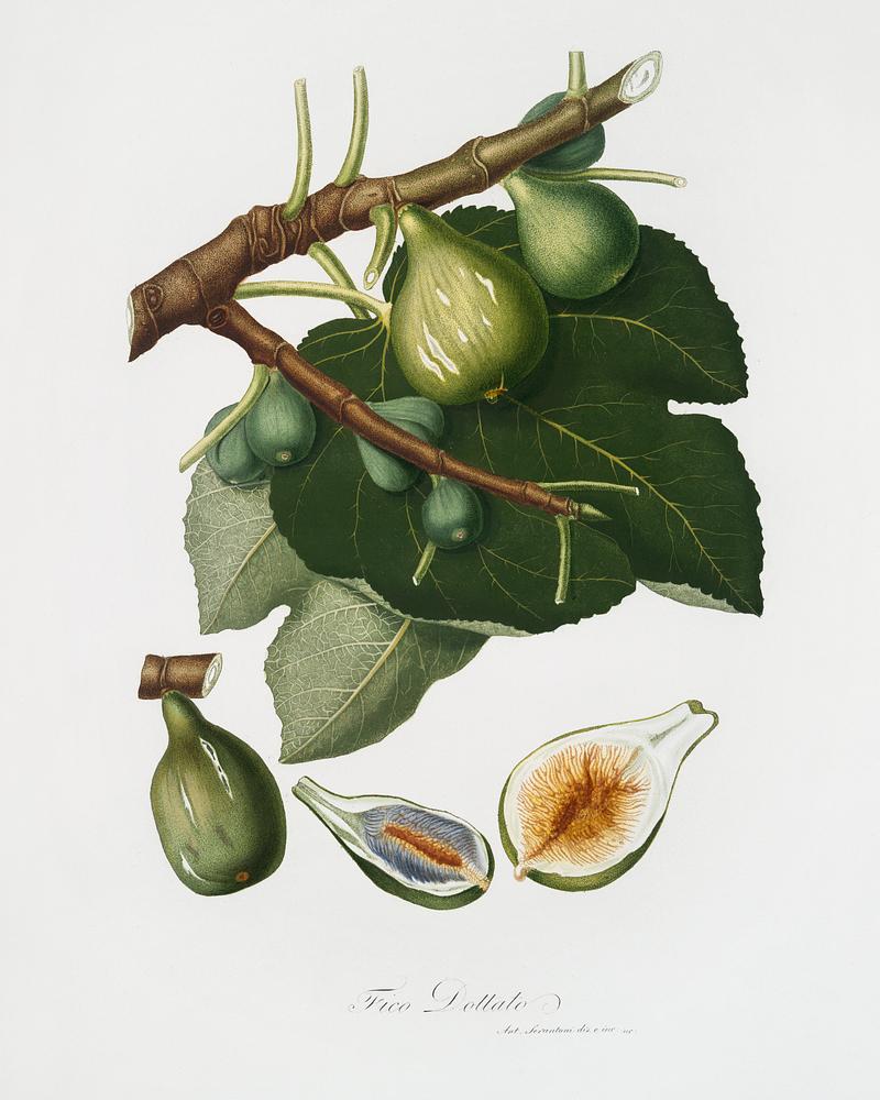 Fig (Ficus Carica sativa) from Pomona Italiana (1817 - 1839) by Giorgio Gallesio (1772-1839). Original from The New York Public Library. Digitally enhanced by rawpixel. Fig (Ficus Carica sativa) from Pomona Italiana (1817 - 1839) by Giorgio Gallesio (1772-1839). Original from The New York…