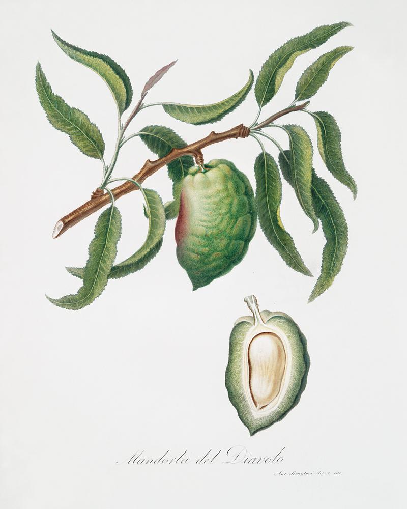 Almond (Communis naxea) from Pomona Italiana (1817 - 1839) by Giorgio Gallesio (1772-1839). Original from The New York Public Library. Digitally enhanced by rawpixel. Almond (Communis naxea) from Pomona Italiana (1817 - 1839) by Giorgio Gallesio (1772-1839). Original from The New York Public…