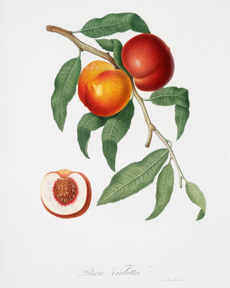 Walnut (Persica violacea) from Pomona Italiana (1817 - 1839) by Giorgio Gallesio (1772-1839). Original from The New York Public Library. Digitally enhanced by rawpixel. Walnut (Persica violacea) from Pomona Italiana (1817 - 1839) by Giorgio Gallesio (1772-1839). Original from The New York…