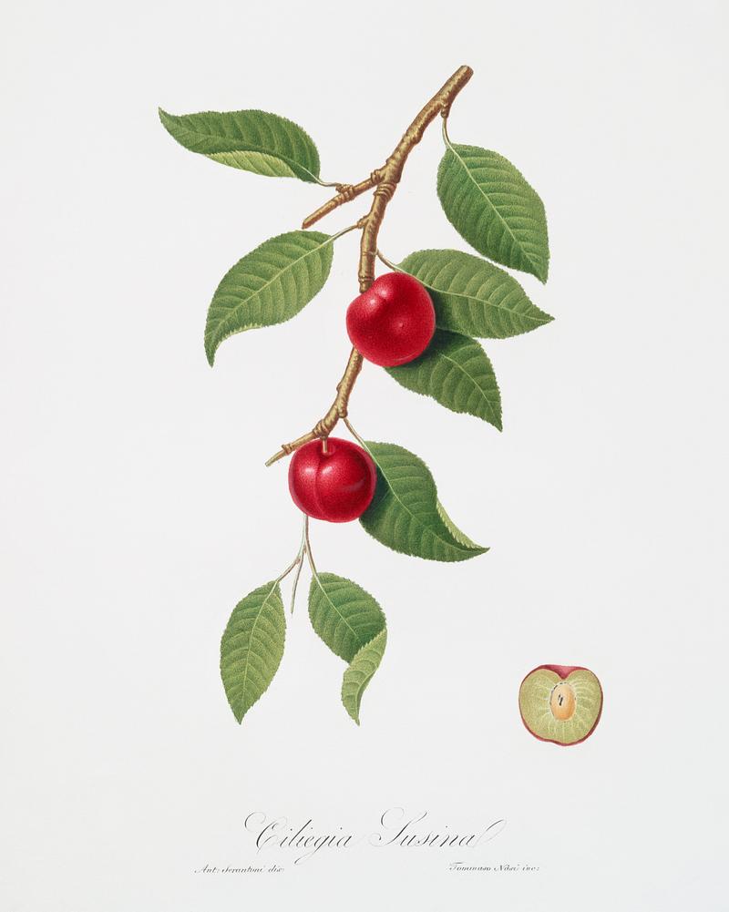 Cherry Plum (Myrobalan plum) from Pomona Italiana (1817 - 1839) by Giorgio Gallesio (1772-1839). Original from The New York Public Library. Digitally enhanced by rawpixel. Cherry Plum (Myrobalan plum) from Pomona Italiana (1817 - 1839) by Giorgio Gallesio (1772-1839). Original from The New York…