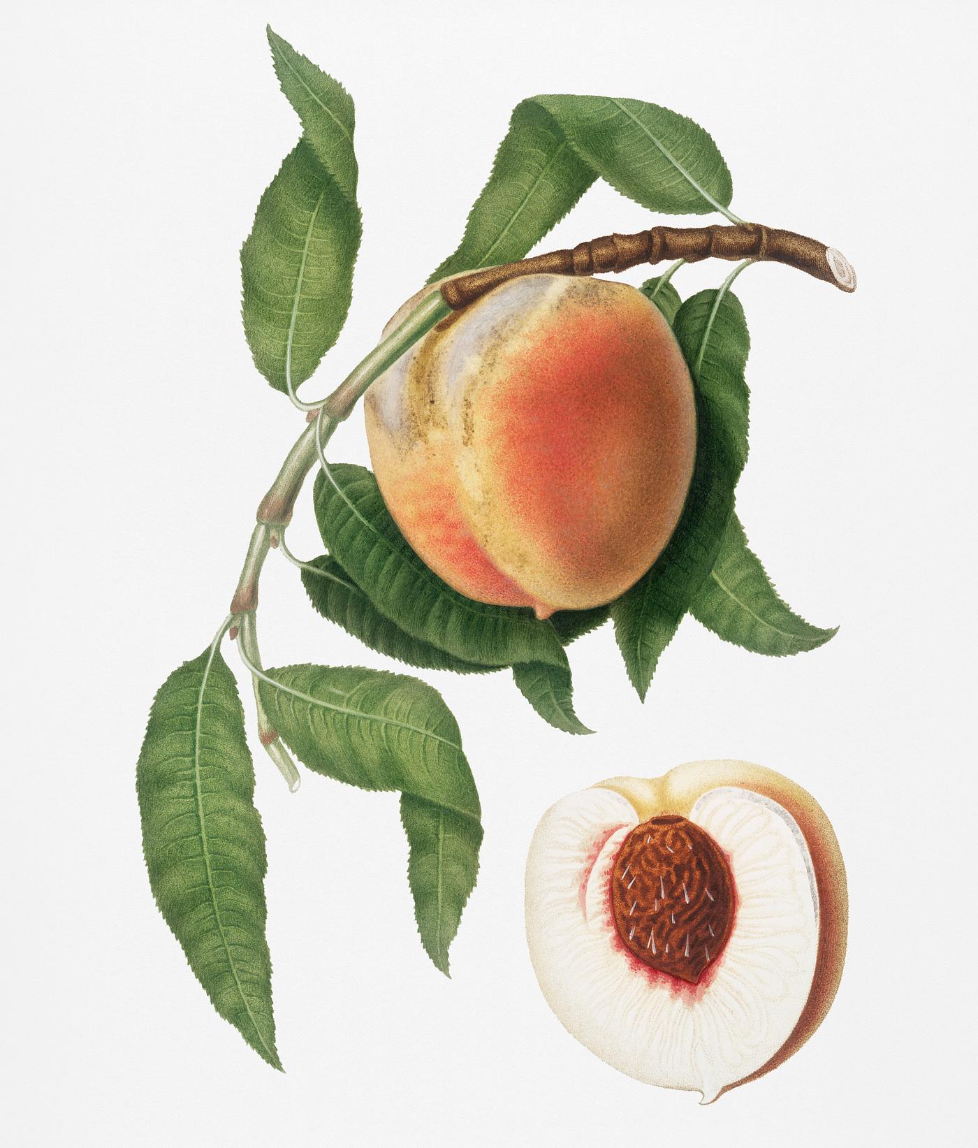 Peach (Persica sativa) from Pomona Italiana (1817 - 1839) by Giorgio Gallesio (1772-1839). Original from New York public... Peach (Persica sativa) from Pomona Italiana (1817 - 1839) by Giorgio Gallesio (1772-1839). Original from New York public...